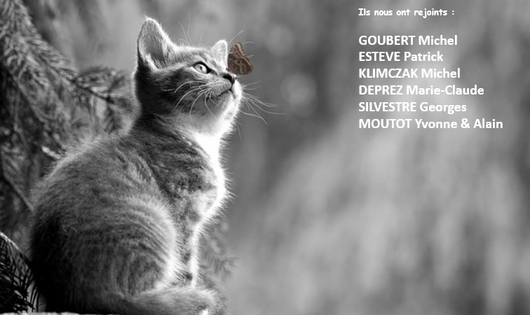Chaton_73B.png